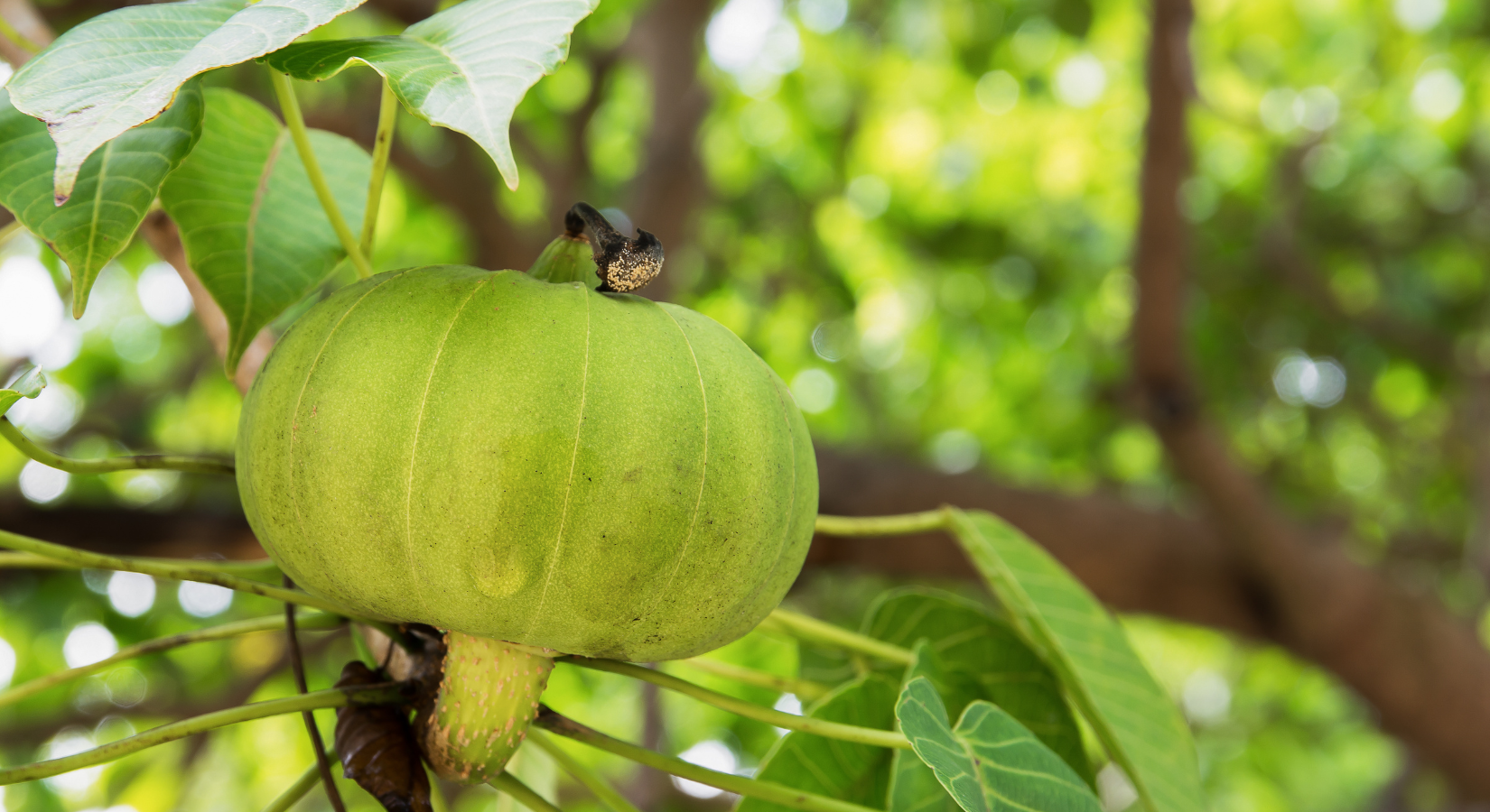 Characteristics Of Bodhi Seed