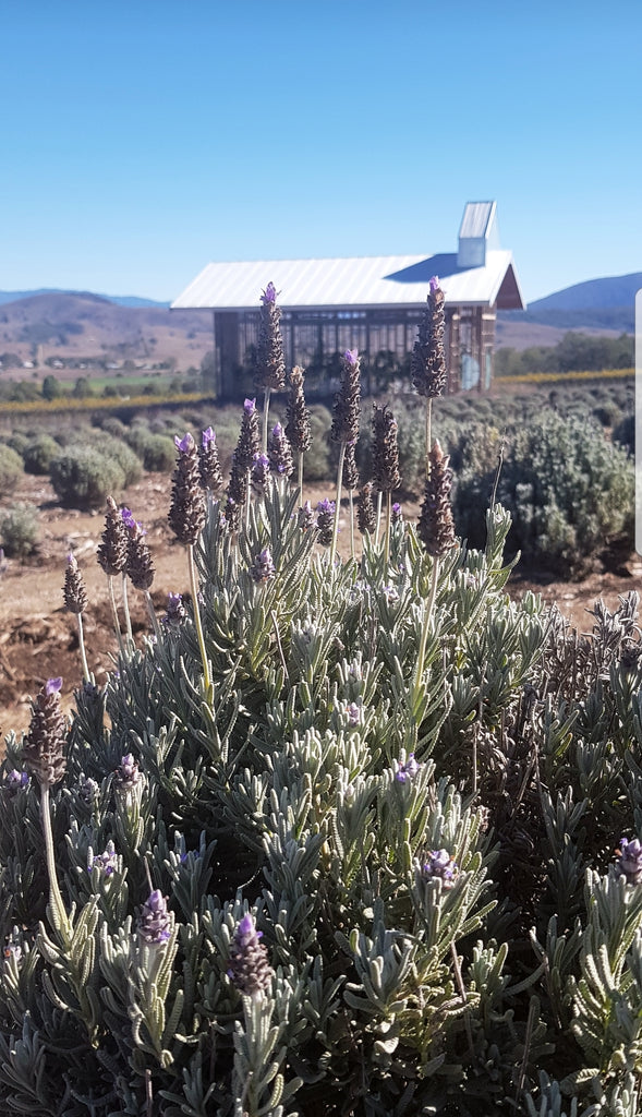 kooroomba lavender field and vineyard mt alford