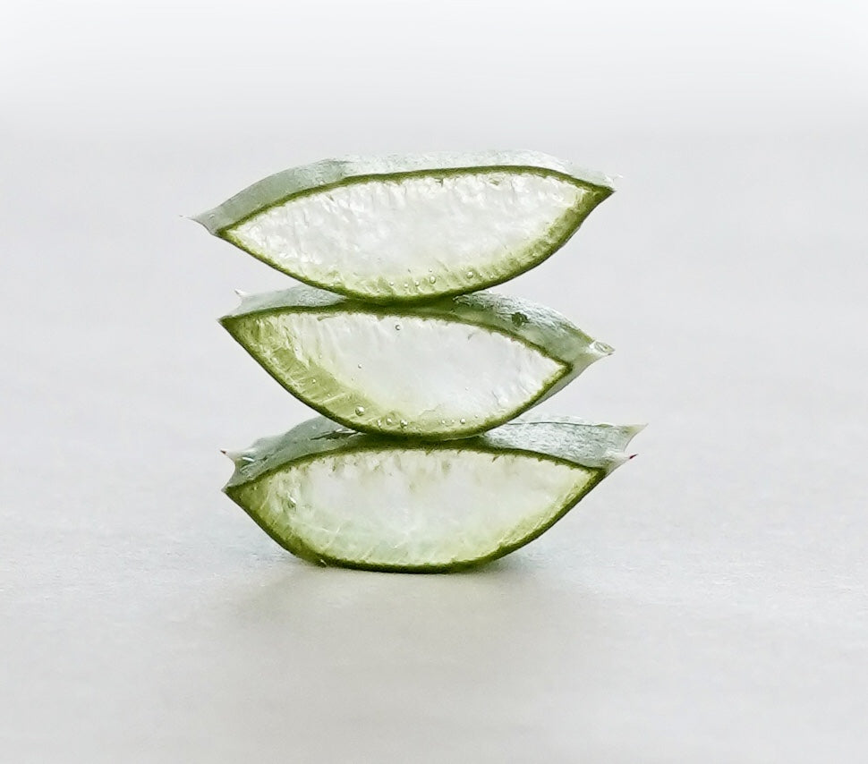 Aloe Vera Plant from Inside