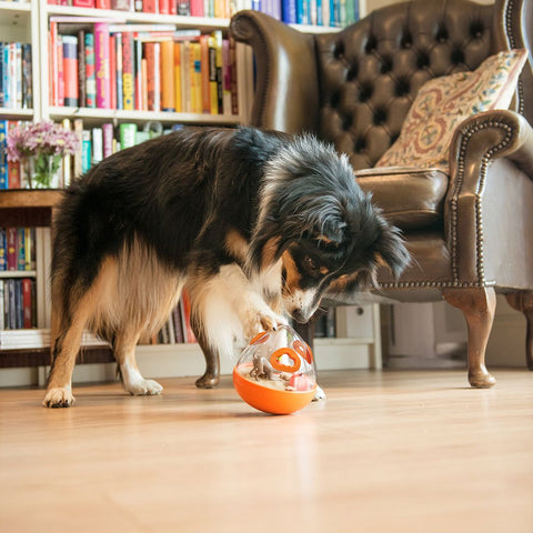 Picture of a dog playing with a puzzle toy.