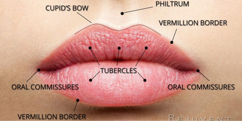 Anatomy of the Lips