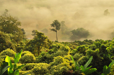 Canopy view of a misty rainforest. World Land Trust saves the rainforest, conserves wildlife and protects woodland.