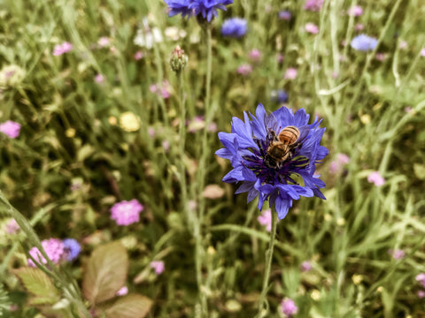<br /> <p><span style="font-weight: 400;">bee on wildflower, cornflower, protect the bees, why are bees endangered, ethical company uk, sustainable brands, seed bombs, wildflower seeds</span></p>