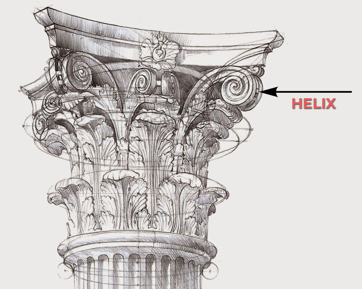 illustrated sketch of a helix on a roman corinthian capital for brockwell incorporated's glossary of architectural terms