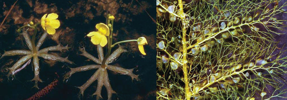 Bladderwort