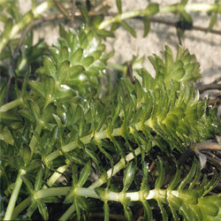 Hydrilla 