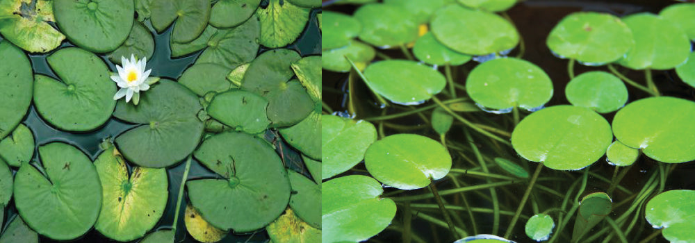 How To Kill Lily Pads In Ponds The Pond Shop The Pond Shop