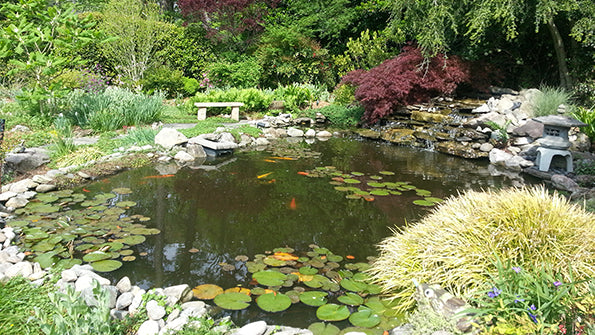 pond and fish supplies