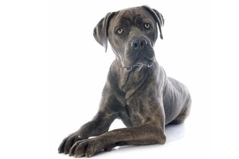 Basics Of Dog Breed Cane Corso Wopet