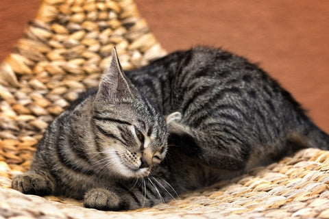 Getting Rid Of Your Cat S Fleas Our Advice And Solutions Wopet