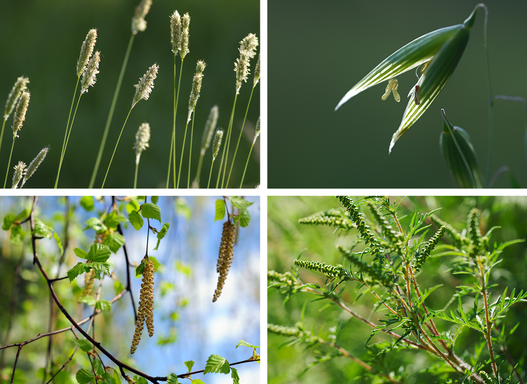 4 plant portraits of trees, grass and a weed in flower – the types of plants that cause pollen allergy symptoms or hay fever