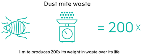One dust mite produces 200x its weight in waste over its life