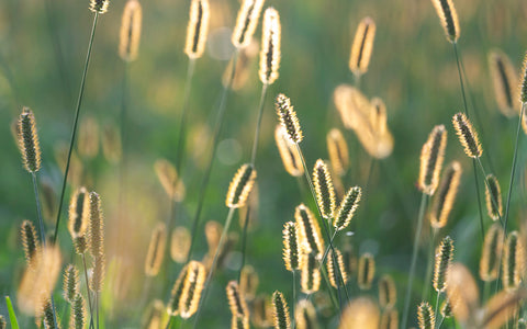 Grass backlit by the sun – flowering season may get longer with climate change, affecting grass allergy symptoms too