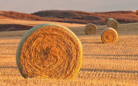 Round straw bales in a field after harvest, a time of year that can make mould allergy symptoms worse as many farmers know