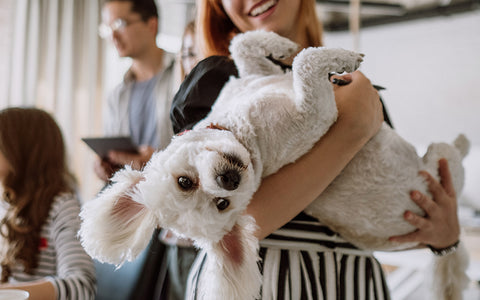 Even without a fluffy white dog in the office, you may get pet allergy symptoms at work. Pet dander is nearly everywhere.
