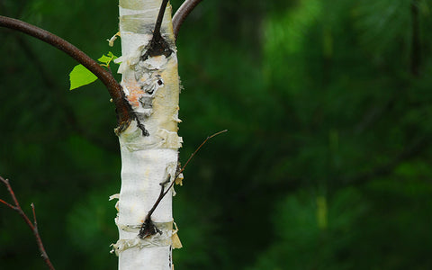  Beautiful silver bark makes birch popular in urban parks where it can cause pollen allergy
