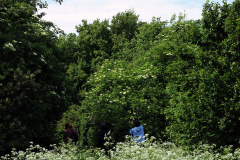 Three men picking elderflower from trees.