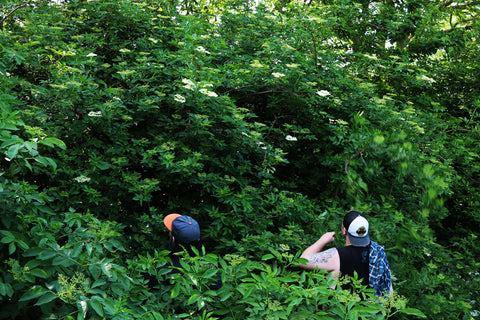 Two men picking elderflower from a tree.