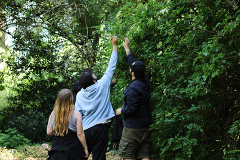 Three people picking elderflower from a tree.
