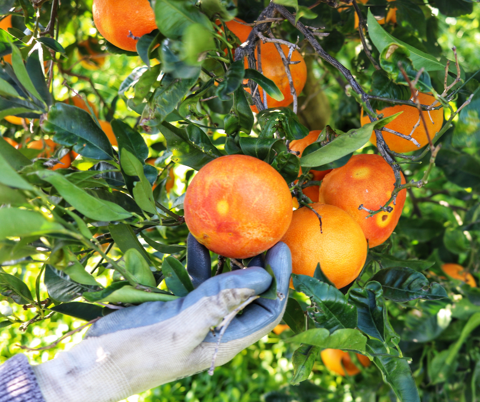 Blood Oranges being picked for Square Root at Laudani Farms