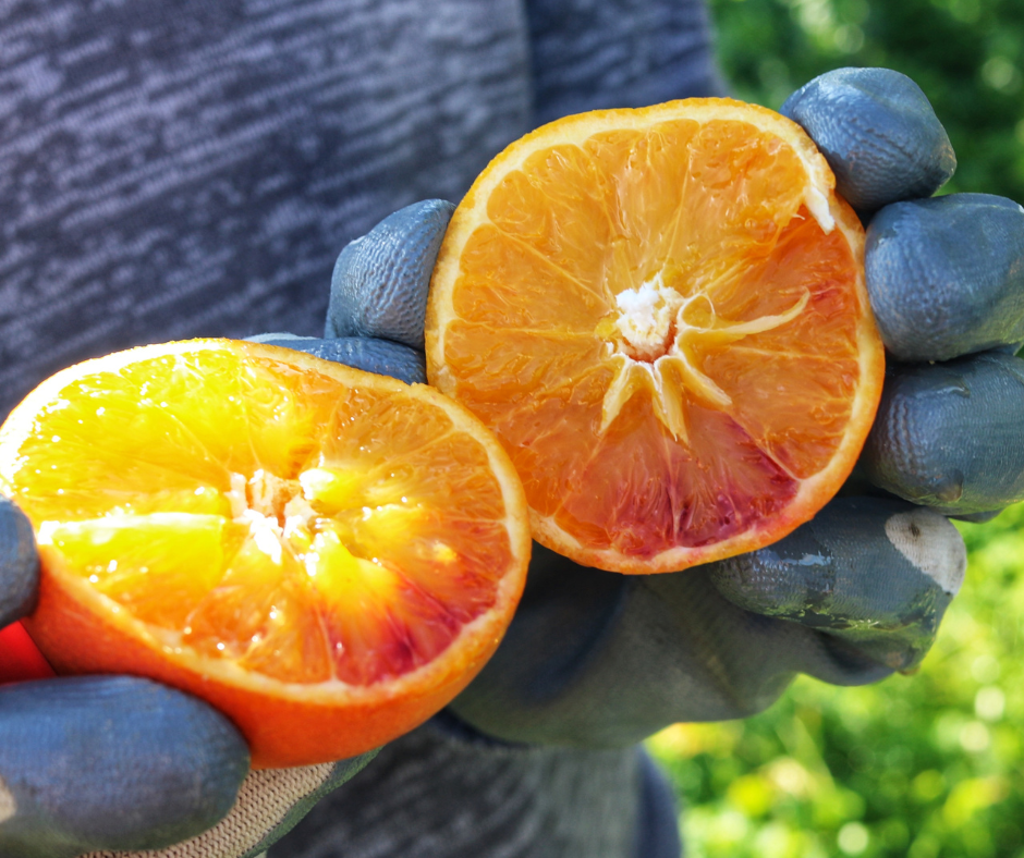 Laundani Farms Blood Orange for Square Root soda in Sicily