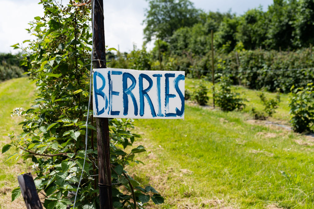 Sign that says Berries at Maynards Farm
