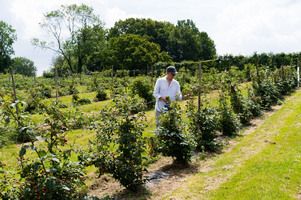 Man picking berries on Maynard's Farm