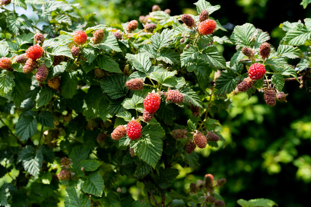 Tayberries on a branch