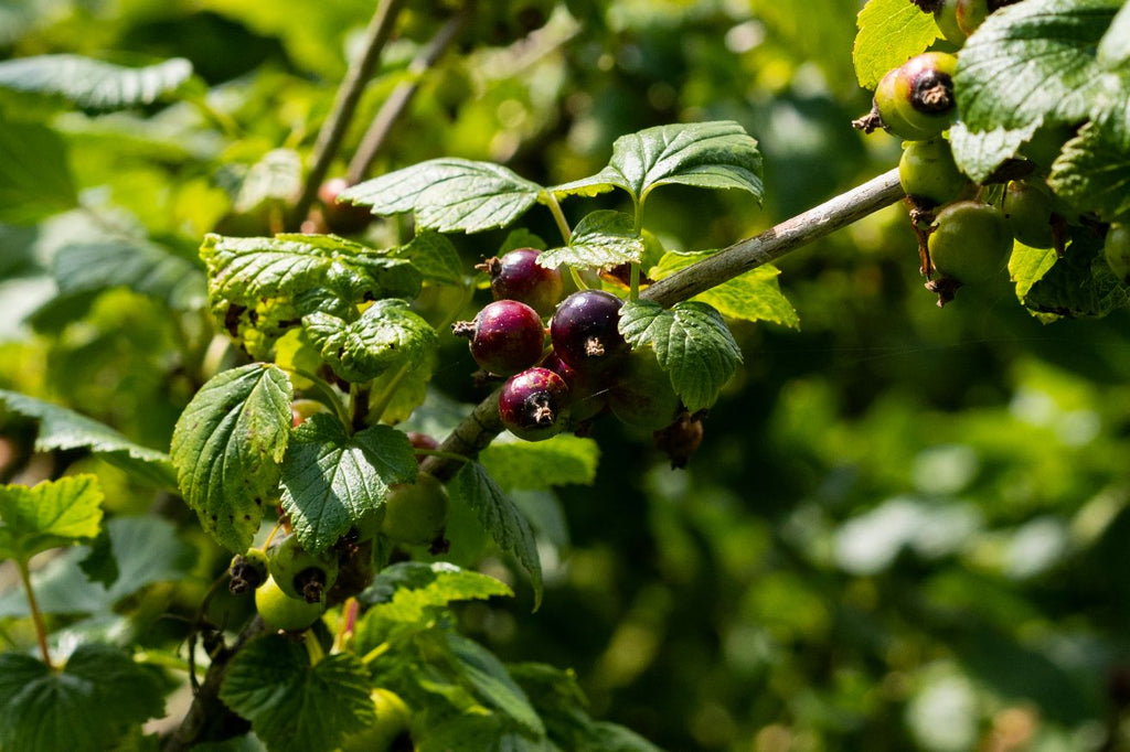 Blackcurrants on a branch