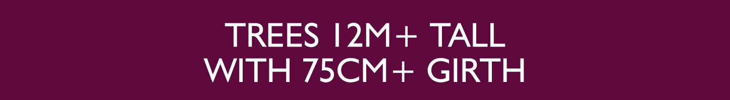 Kits With Anchors Below Ground with Plati-Mat® for trees taller than 12m