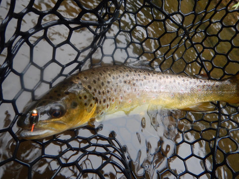 Trout Nymph