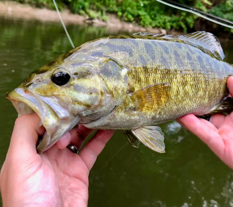 Small Mouth Bass Fly Fishing