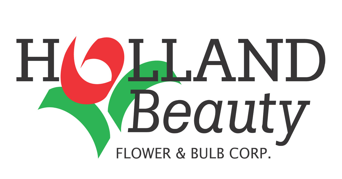 Holland Beauty Flower & Bulb Corporation