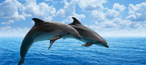 joyas de delfines