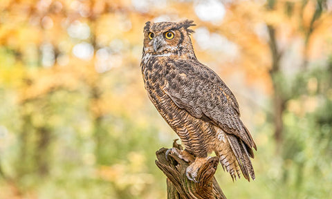 Owl, Owls, Wisdom, Knowledge, Buo, Lucky, Lucky Jewelry, good luck, good luck charms