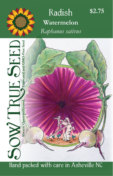 Watermelon radish large beautiful root with purple pink core and light green exterior layer eaten raw or sliced thin to use for wraps, seed packet artwork from Sow True Seed Asheville NC. 