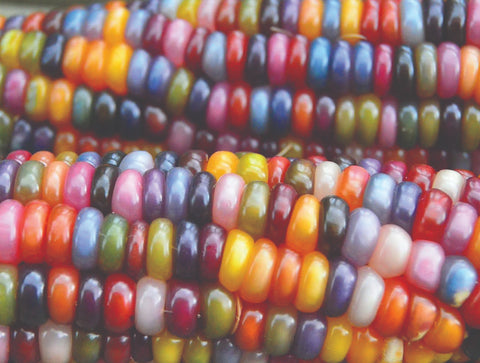 carl's glass gem corn