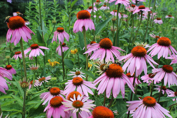 Planting Wildflowers: Top Picks for Fall