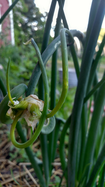 Egyptian Walking Onions are great planted with kale to reply cabbage moths.