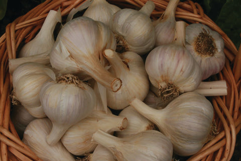 Georgian Fire garlic