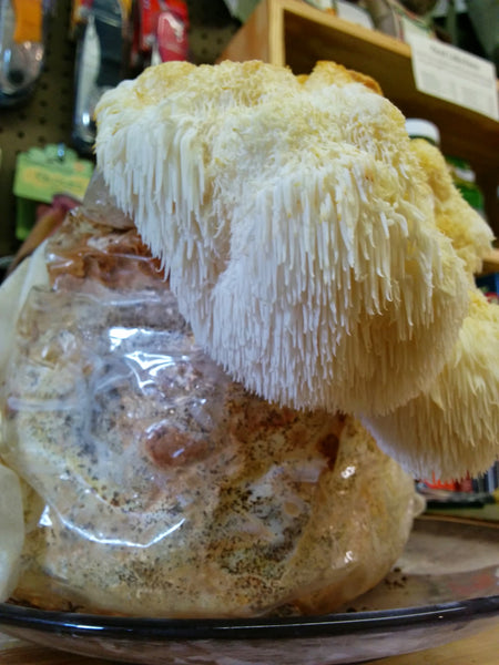 Mushrooms are great addition to any meal, Sow True Seed has mushroom plugs and starter kit! 