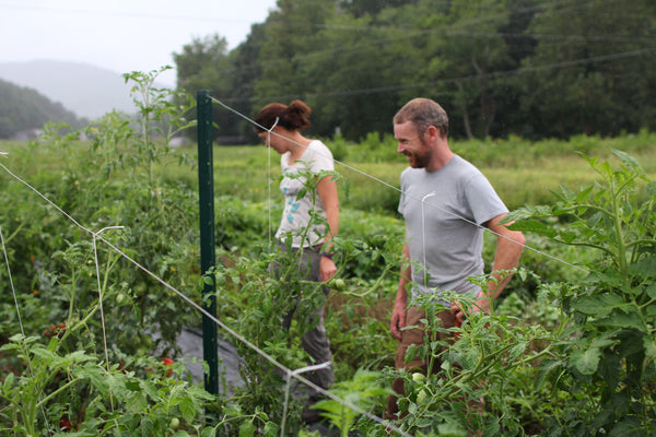 A tomato seed inspection at Rayburn Farms in Western North Carolina