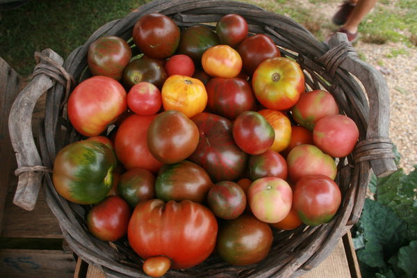 How to preserve extra tomatoes from the summer garden. 