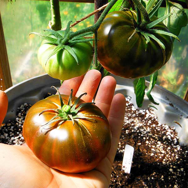 Paul Robeson Tomato seeds available at Sow True Seed Asheville NC. 