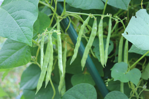 The Allure and History of Appalachian Beans | Sow True Seed