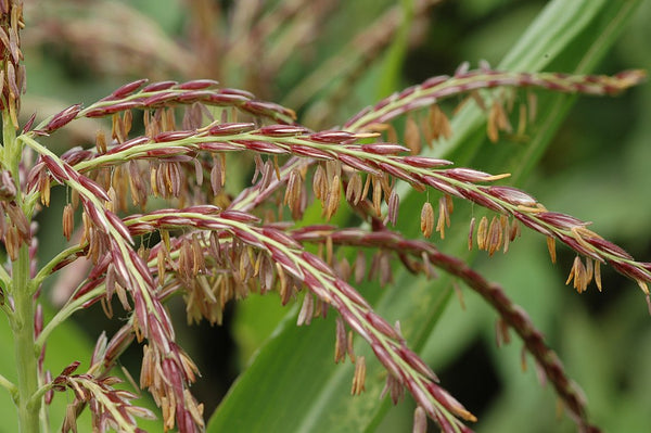 corn tassel