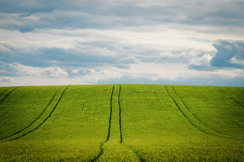 field of crops