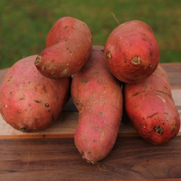 Beauregard Sweet Potatoes