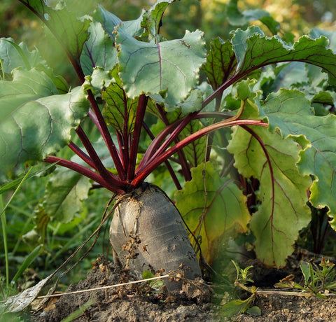 Beets are easy to grow!