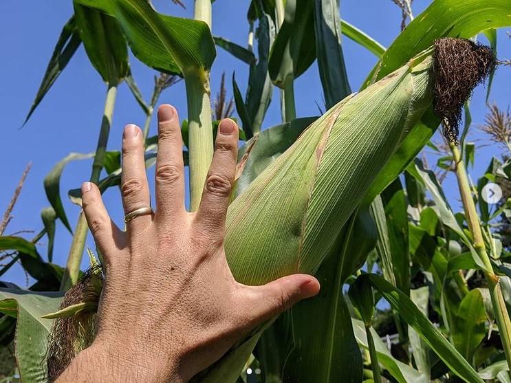 Blue Ridge White Capped Corn